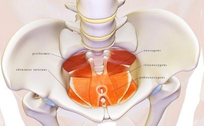 Osteopatia: Pavimento pelvico
